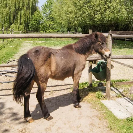 Pet Friendly In Dom wakacyjny Blessy