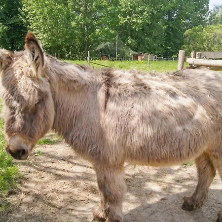 Pet Friendly In Dom wakacyjny